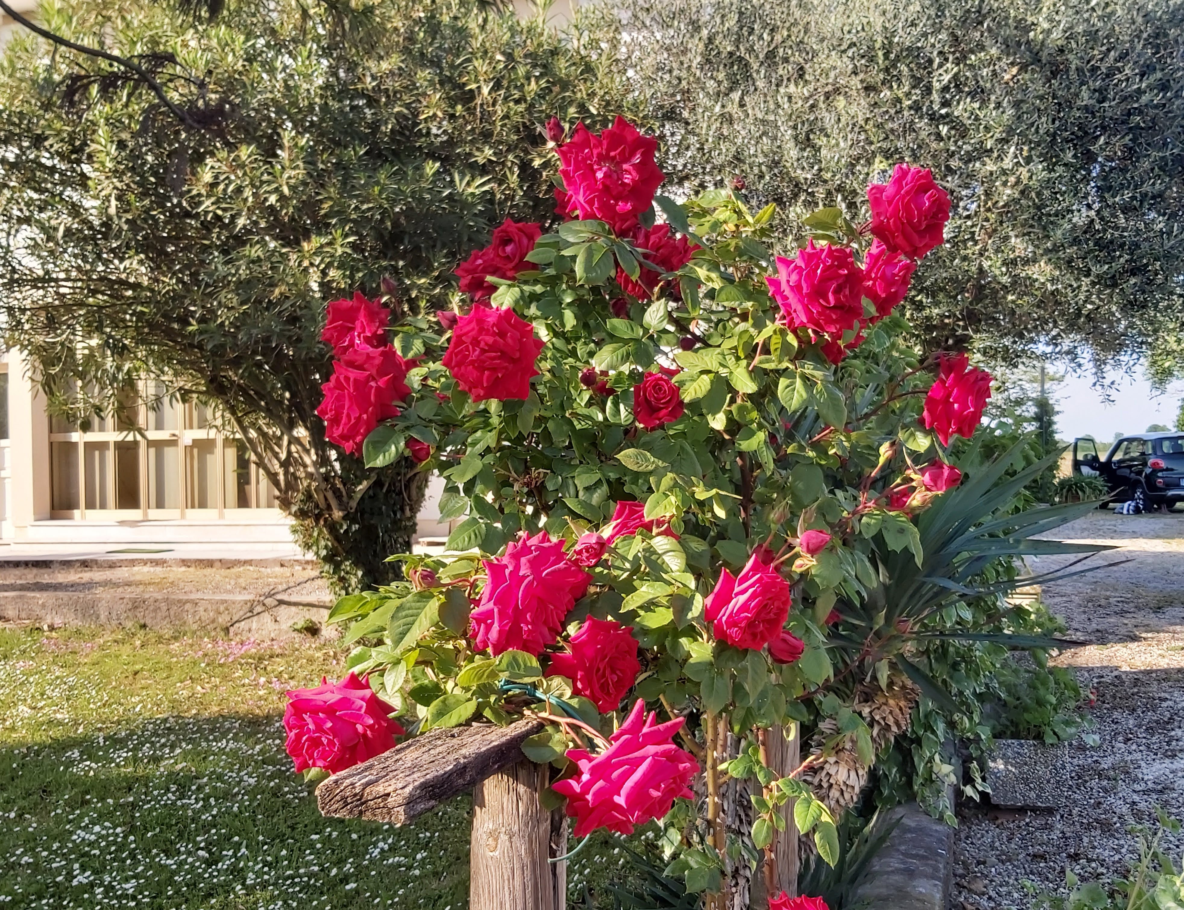 La Celeste — giardino