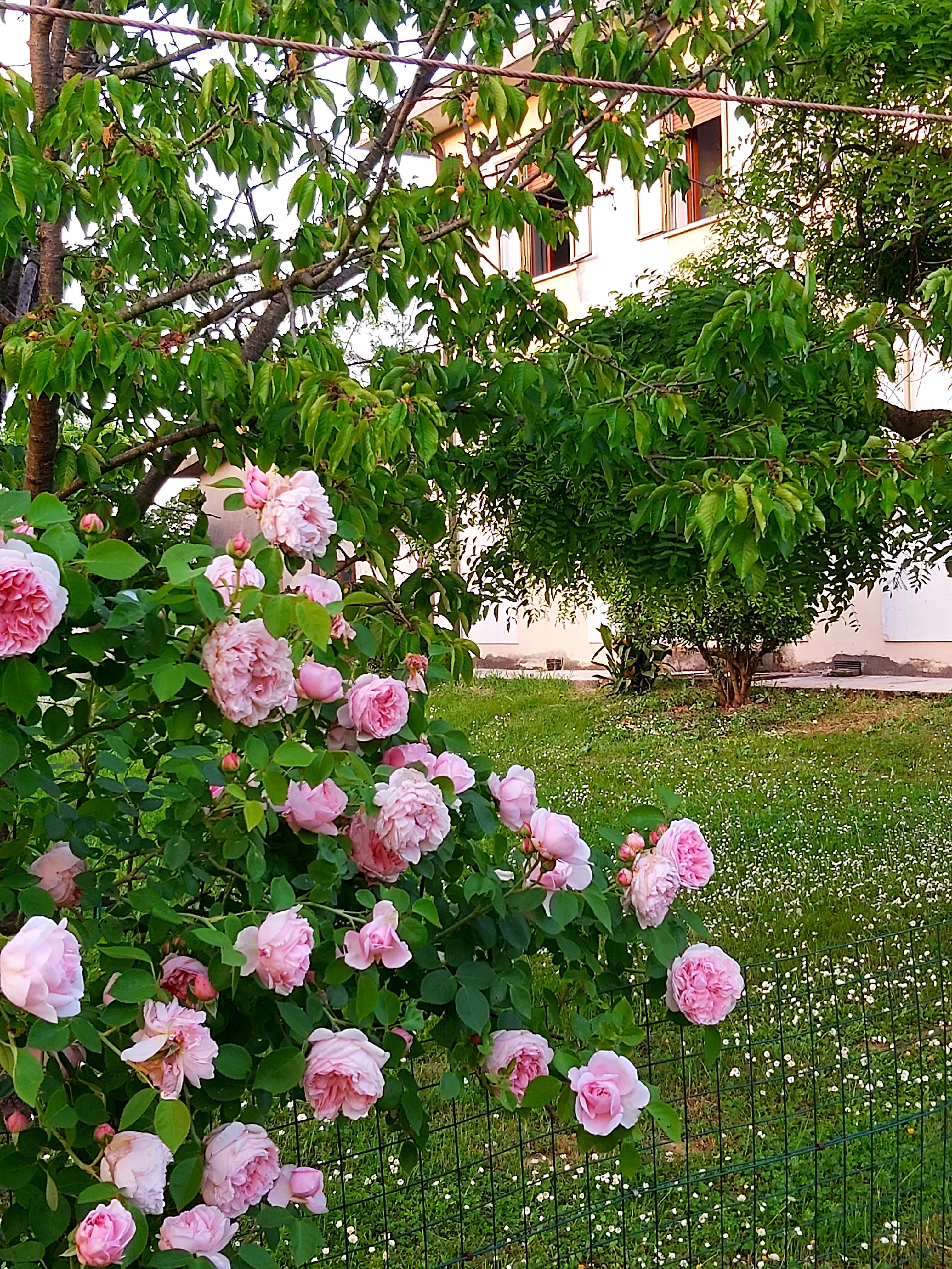 La Celeste — giardino